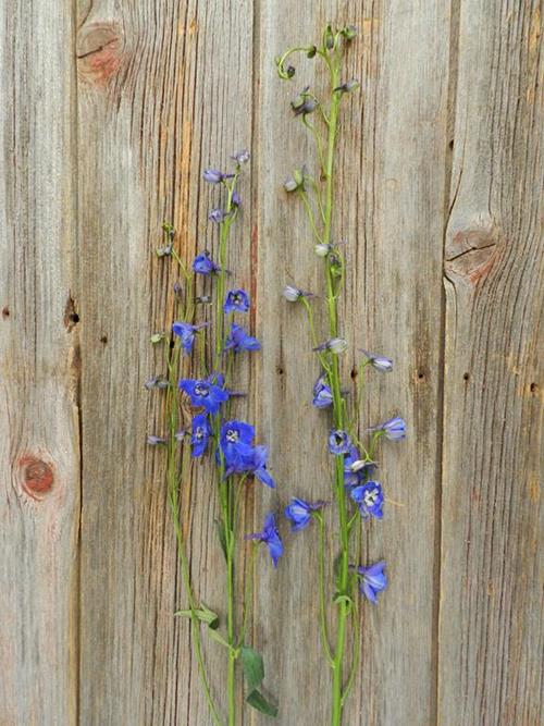 SEA WALTZ DARK BLUE DELPHINIUM